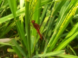 Dragon fly on rice tree, Macro dragon fly, red dragonfly , insect, animal, nature,macro,bug.