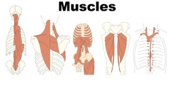 musculature - Medical Education Chart of Biology for Human Body Organ System Diagram. Vector illustration