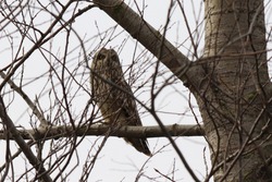 short-eart owl looking for food 