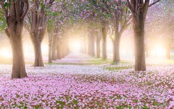 Pink trumpet tree and flowers blossom and falling at the garden tunnel on morning with sunlight.