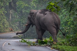 Wild elephant out of the jungle standing on road in Khao Yai National park, Thailand.