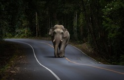 Wild elephant walking cross road in the mountain. 