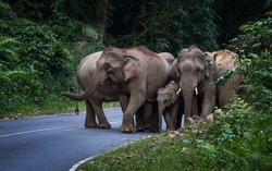 Herd of wild elephants from the deep jungle come out to walking on road that cross into the big mountain, Thailand.