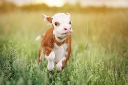 Calf Baby Cow Mini Hereford in Field Pasture at Sunset