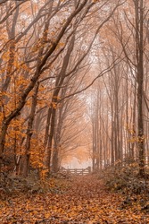 A colorful forest path between long small trees leading to a wooden fence. The orange and yellow collors and the early morning fog make it scenic. Overijssel, the Netherlands.
