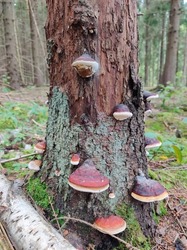 Alice in the wonderland and funny mushrooms
