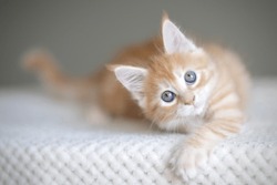 Red cute kitten laying on the soft sofa and watching in the camera with big bright blue eyes