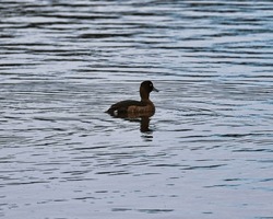 mallard wild duck water bird