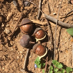Ripe macadamia nuts fallen on the ground from the tree. Harvest in Israel.