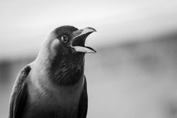 A crow with surprised look