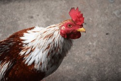 Rooster feathers. Indian rooster bright color feathers.