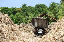 Old Cart on a Track between Discarded Sugar Cane Used in Distilling Rum