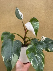 Philodendron White Princess. Rare aroid  with stunning variegation on the leaf.