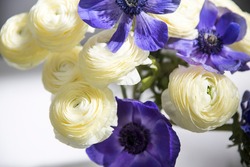 Bouquet of white ranunculus and blue anemone in the vase on a white table. Shadow