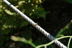 A small fly with yellow stripes sitting on a steel rope