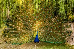 Peacock in love San Luis