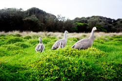 Cape Barren geese and family in the green grass near sea at The Nobbies on Phillip Island in Victoria, Australia.