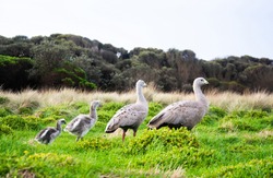 Cape Barren geese and family in the green grass near sea at The Nobbies on Phillip Island in Victoria, Australia.