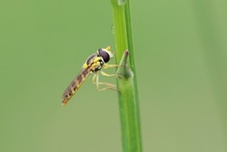 Hover flies, also called flower flies or syrphid flies, make up the insect family Syrphidae