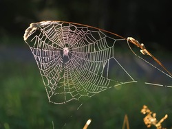 Morning web on the grass
