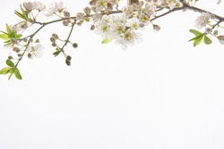 almond blossom branch on top over white background with space for text