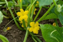 Small cucumber with yellow flower and tendrils close-up on the garden bed. The ovary of cucumber, young cucumber in garden. Blooming with yellow flowers, cucumber plant are tied in garden farm
