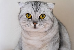 fluffy gray beautiful adult cat, breed scottish-fold, very close up portrait, isolated.