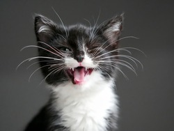 Cute smiling cat blinking eye