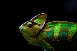 The veiled chameleon (Chamaeleo calyptratus) is a species of chameleon native to the Arabian Peninsula in Yemen and Saudi Arabia. Other common names include cone-head chameleon and Yemen chameleon.
