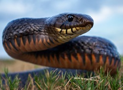 Indigo Snake Head Up in Texas