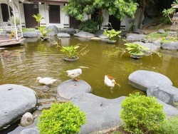 three white duck swim in clean pond with some fish