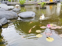 white duck and some fishes in the pond