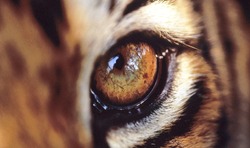 closeup of bobcat eye 