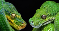 beautiful animal is green snake