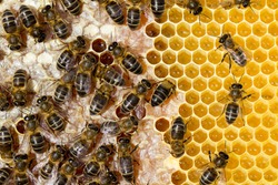 Bees working on the honeycomb