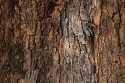 Texture of the tree