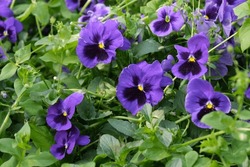 Purple violet flowers in the garden. Beautiful and vibrant flowers. Floral background, wallpaper. Pansy flowers. Violets in the park.