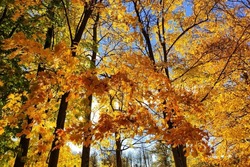 Golden autumn in October. Autumn park landscape