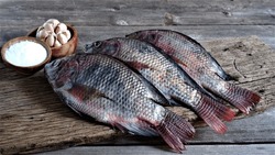 Tilapia. Fresh Tilapia fish on board with a cup of salt, and garlic. Oreochromis Niloticus. Freshwater Fish. In Indonesia also known as Ikan Nila or Mujair. Farmed Fish. Tribe Tilapiine cichlid.