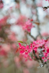Beautiful Malus Praire Fire Crabapple bright pink blossom blooming in April Spring