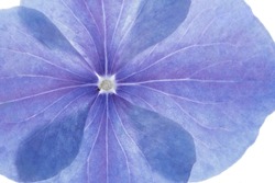 Beautiful backlit macro photo of blue and purple hydrangea flower watercolor petals. Natural background for quotes or blog. Amazing blossom detail