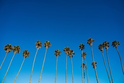 Palm tree row in Santa Barbara beach area. Vibrant background for tropical authentic california atmosphere background with copy space Nature travel landscape background