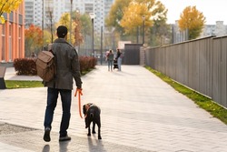 During the walk. Back view of the male dog owner holding a leash of his Labrador dog while spending time together at the street. Man walking with his pet. Stock photo 