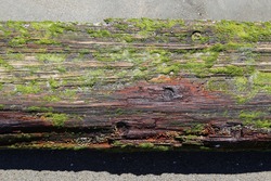 Wood center spine of old shipwreck ship exposed on beach with moss, barnacles, rust deposit stains