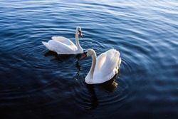 The couple of swans on blue water
