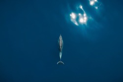 Aerial view of alone Bottlenose dolphin in blue sea. Aquatic animal in Black sea