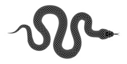 Snake silhouette illustration. Black serpent isolated on a white background. Vector tattoo design.