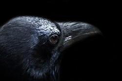 A black crow face Attractive 