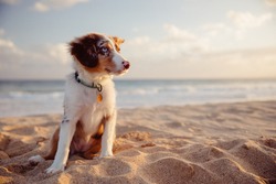 australian shepherd puppy playing with owner and other dogs on the beach and in the grass
