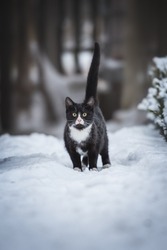 Beautiful black and white cat outdoors